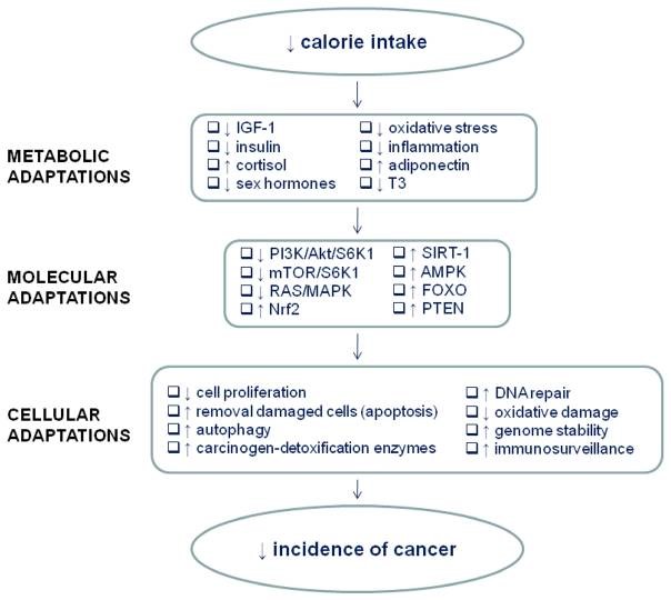 Calorie intake chart