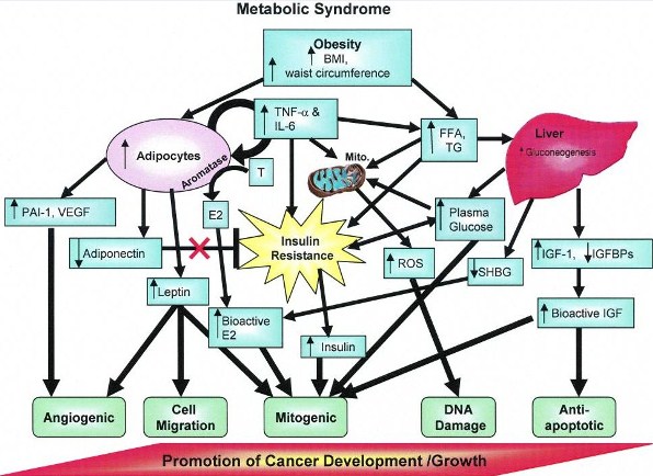 Sugar and cancer – what you need to know