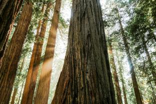 AGE Self Care Redwoods