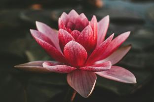 pink lotus