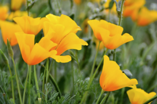Poppies