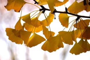 yellow ginko leaves