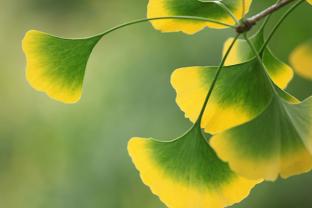 Ginko Biloba Leaves