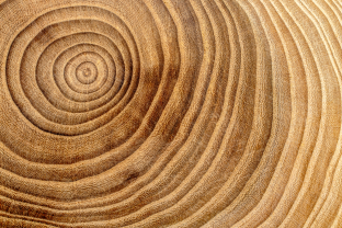 Tree rings