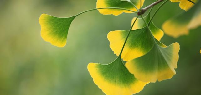 Ginko Leaves