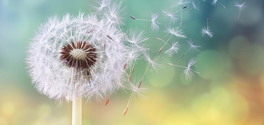 Dandelion