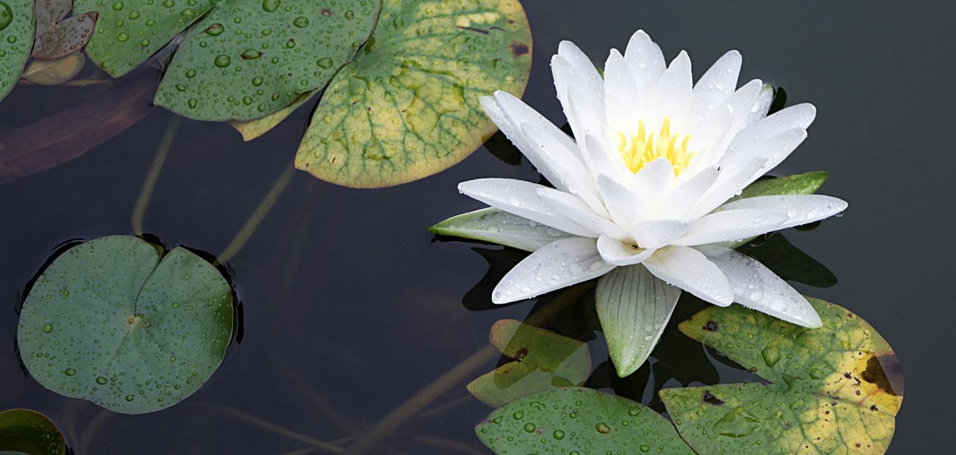 White Water Lily