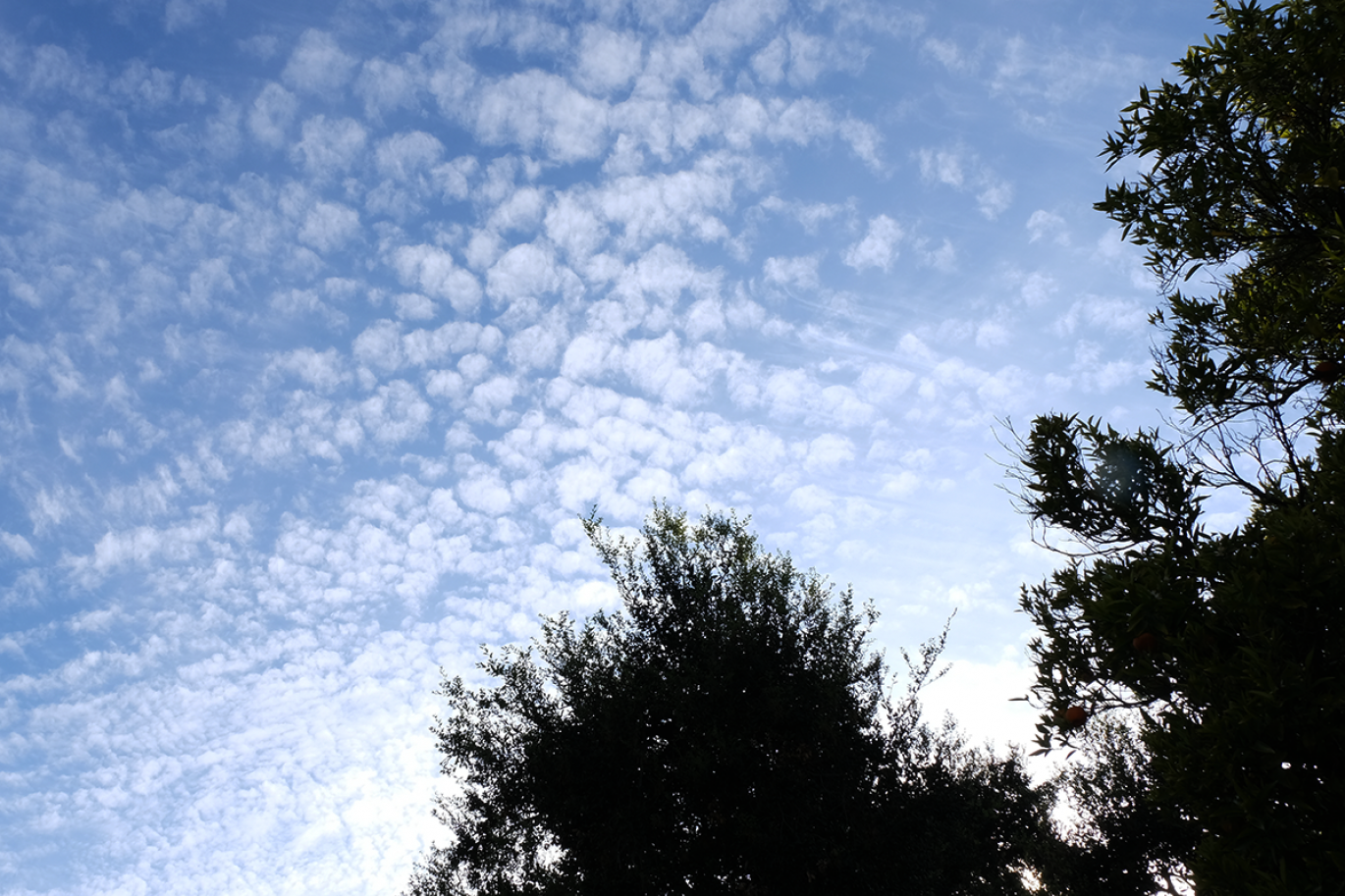 Tree tops and sky.