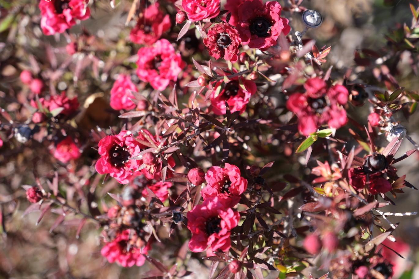 Pink flowers