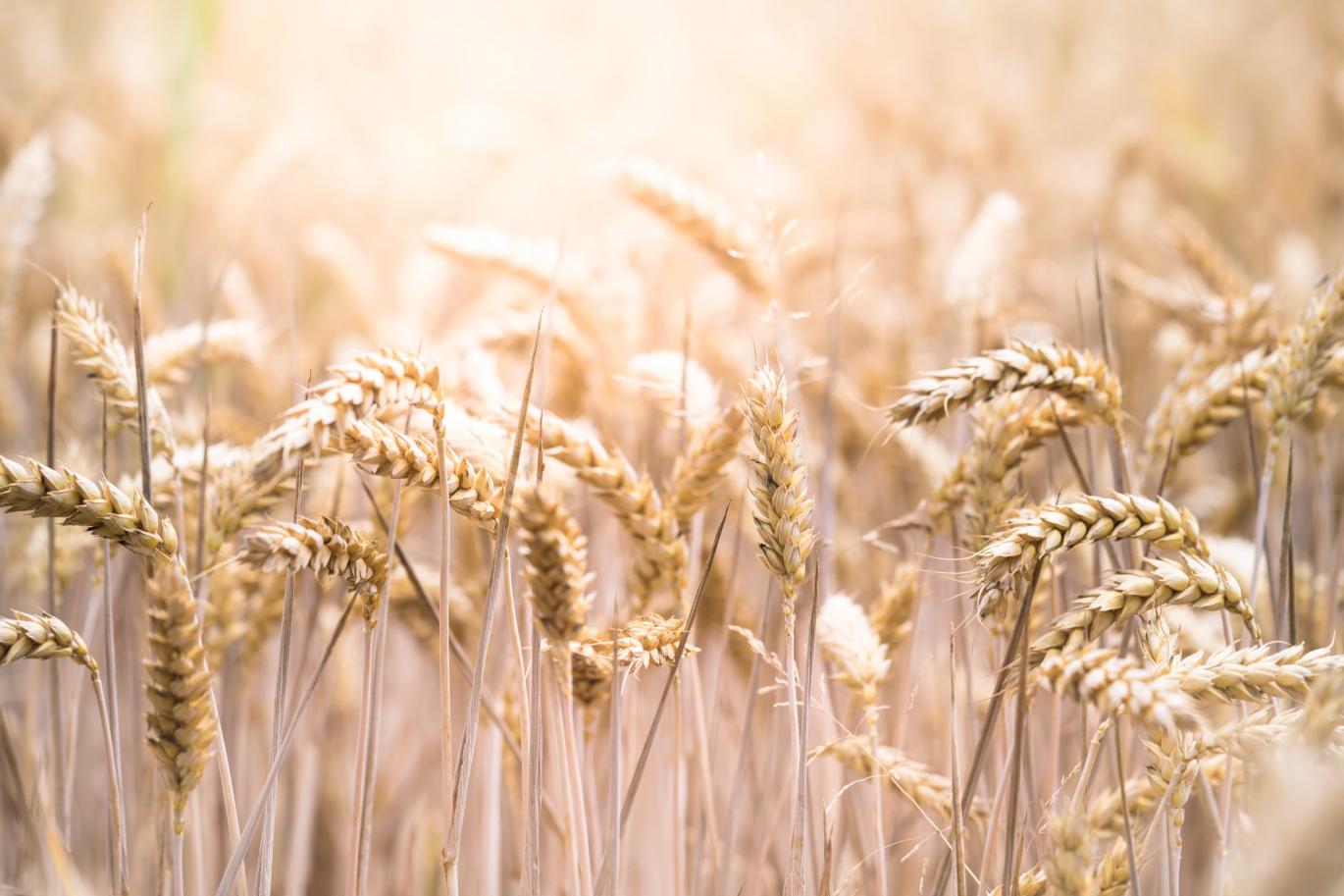 Wheat field