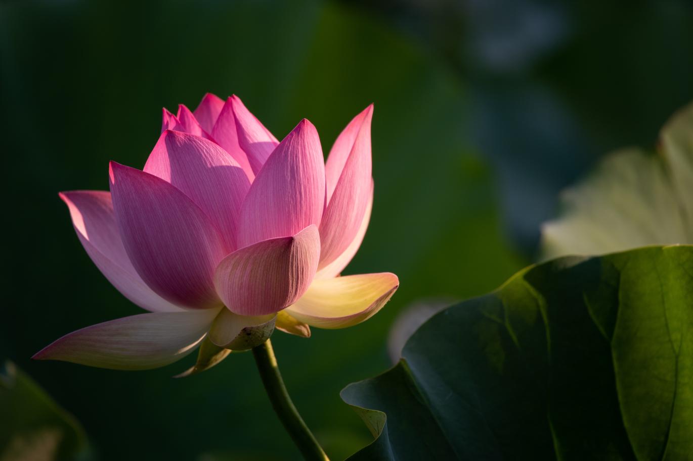 Lotus flower large
