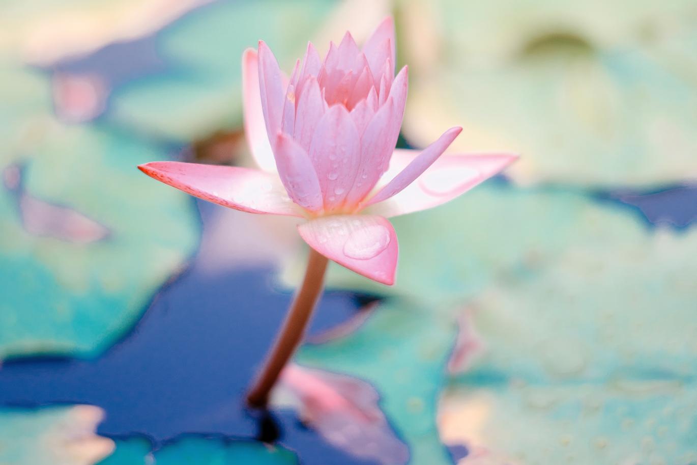 lotus flower