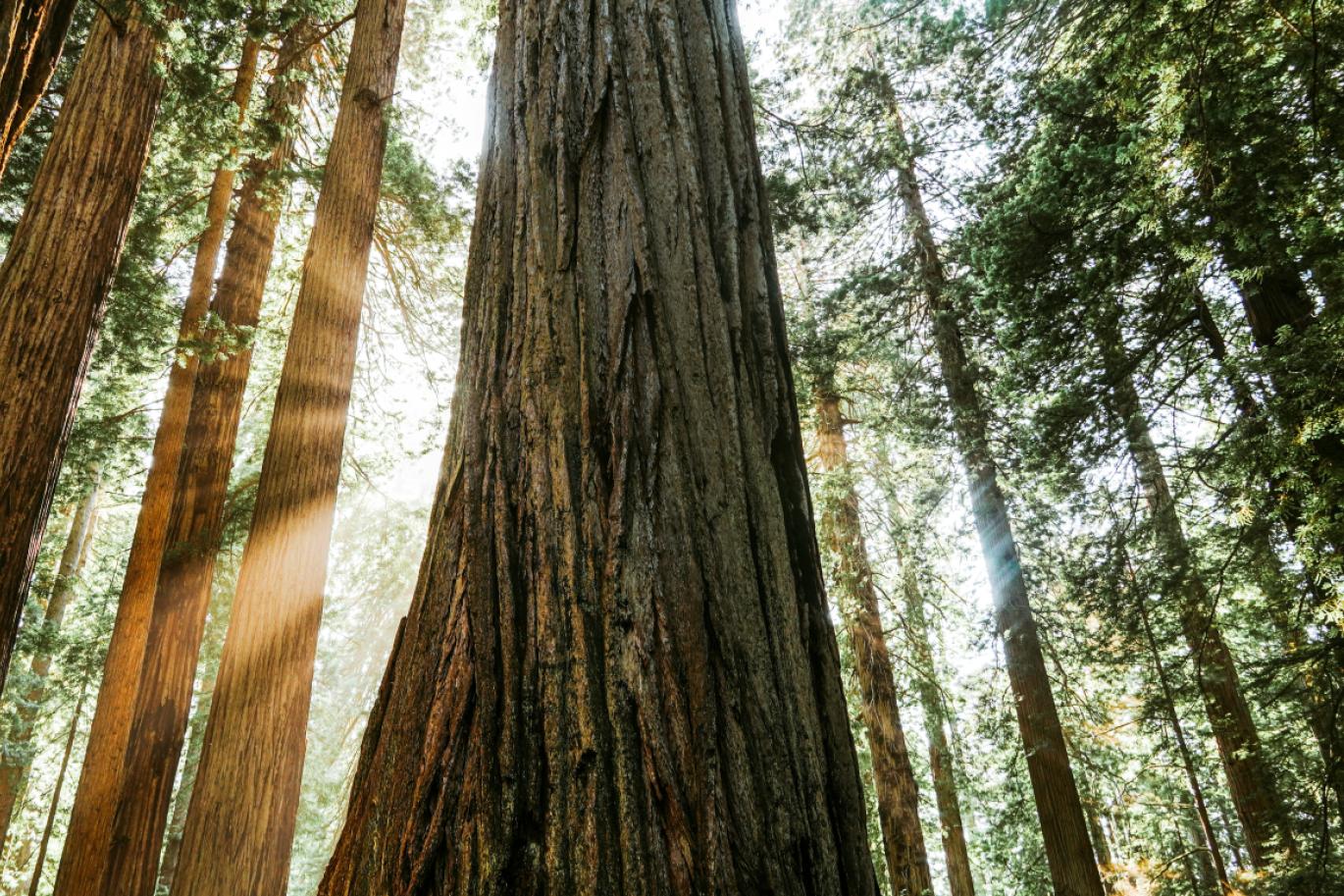 AGE Self Care Redwoods