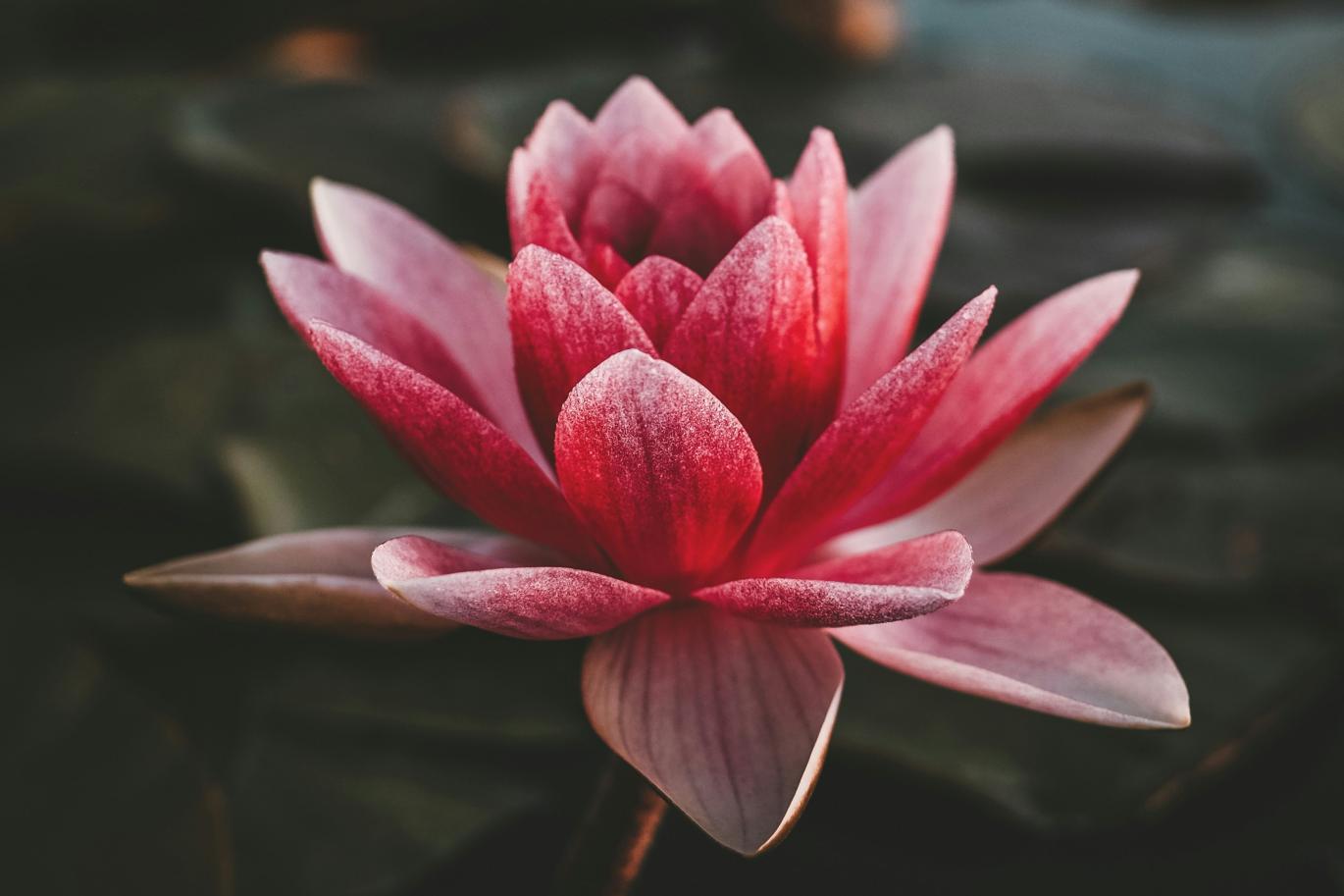 pink lotus