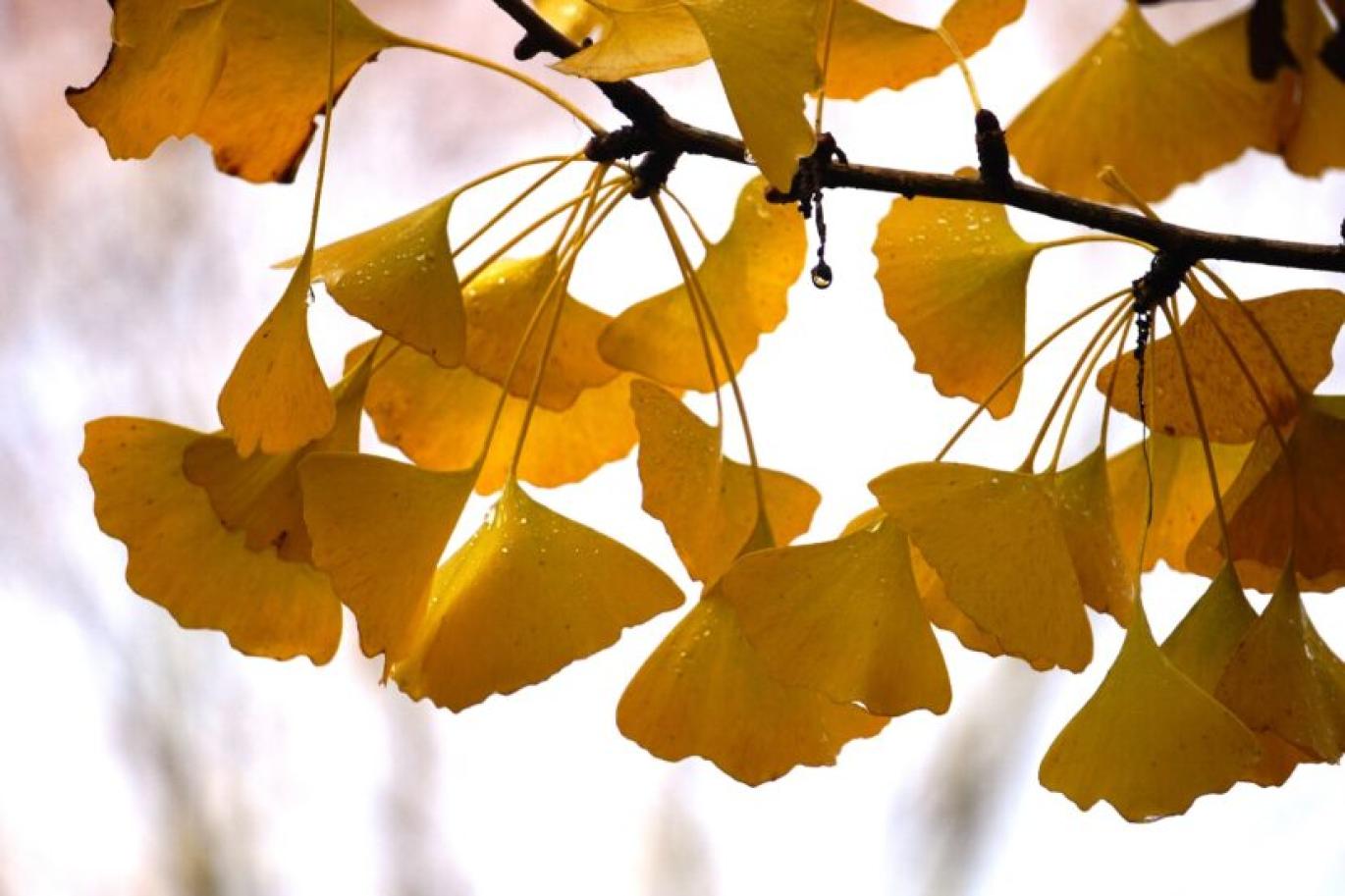 yellow ginko leaves